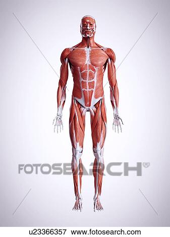 Stock Photo - 3d rendered illustration of male muscles.. Fotosearch
