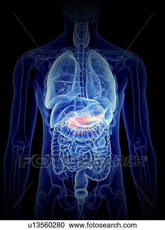 Stock Image - 3d rendered illustration of pancreas producing hormones.. Fotosearch