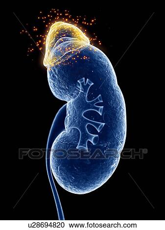 Stock Image - 3d rendered illustration of the adrenal gland producing hormones.. Fotosearch