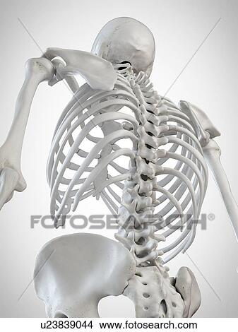 Picture - 3d rendered illustration of the back bones.. Fotosearch
