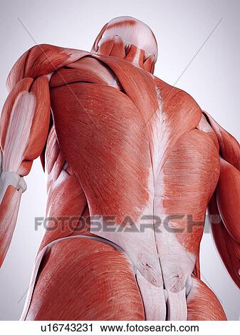 Stock Image - 3d rendered illustration of the back muscles.. Fotosearch