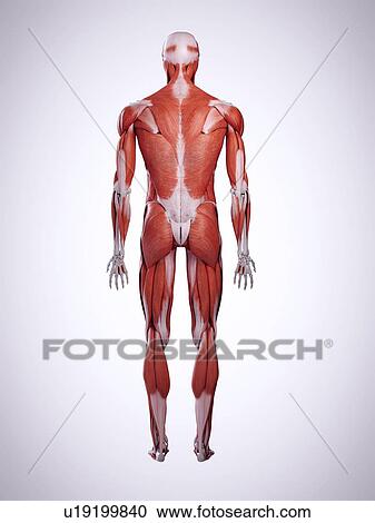 Stock Image - 3d rendered illustration of the back muscles.. Fotosearch