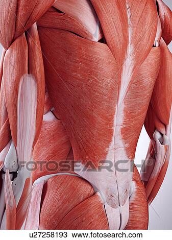 Stock Image - 3d rendered illustration of the back muscles.. Fotosearch