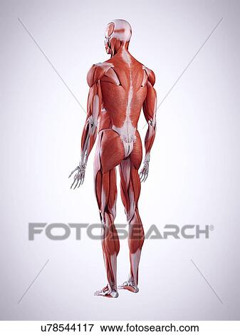 Stock Photo - 3d rendered illustration of the back muscles.. Fotosearch