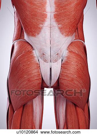 Picture - 3d rendered illustration of the bottom muscles.. Fotosearch