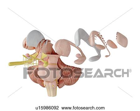 Stock Image - 3d rendered illustration of the brain anatomy.. Fotosearch