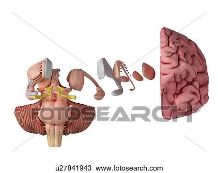 Stock Image - 3d rendered illustration of the brain anatomy.. Fotosearch