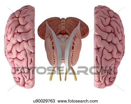 Stock Image - 3d rendered illustration of the brain anatomy.. Fotosearch