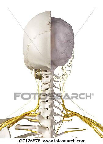3d rendered illustration of the brain and nerves. View Large Photo Image Stock Photo - 3d rendered illustration of the brain and nerves.. Fotosearch