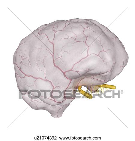 3d rendered illustration of the dura mater. View Large Photo Image Stock Image - 3d rendered illustration of the dura mater.. Fotosearch