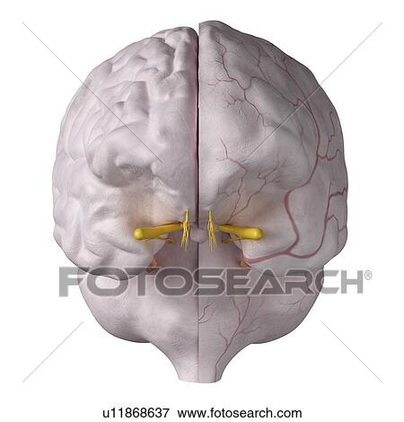 Stock Photo - 3d rendered illustration of the dura mater.. Fotosearch