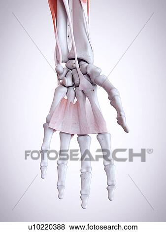 Stock Photo - 3d rendered illustration of the hand anatomy.. Fotosearch