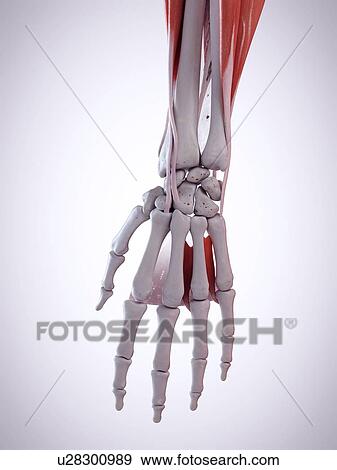 Stock Photo - 3d rendered illustration of the hand anatomy.. Fotosearch