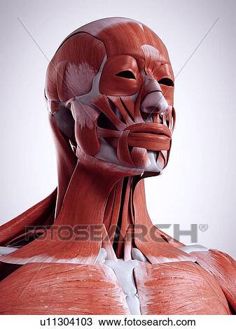 Stock Image - 3d rendered illustration of the head and neck muscles.. Fotosearch