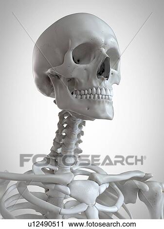 Stock Image - 3d rendered illustration of the head and neck.. Fotosearch