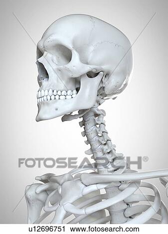 Stock Image - 3d rendered illustration of the head and neck.. Fotosearch