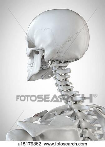 Stock Image - 3d rendered illustration of the head and neck.. Fotosearch