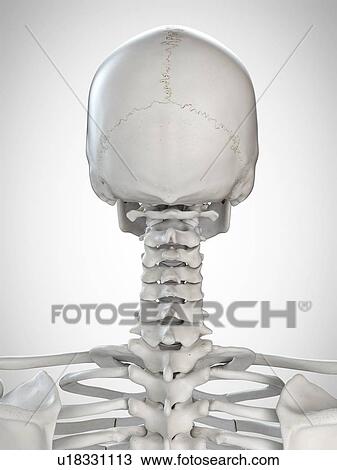 Stock Image - 3d rendered illustration of the head and neck.. Fotosearch