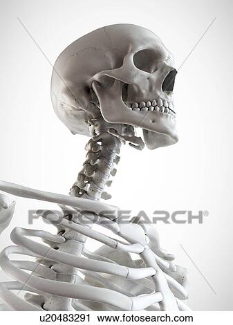Stock Image - 3d rendered illustration of the head and neck.. Fotosearch