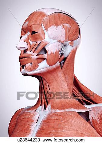 Stock Image - 3d rendered illustration of the head and neck muscles.. Fotosearch