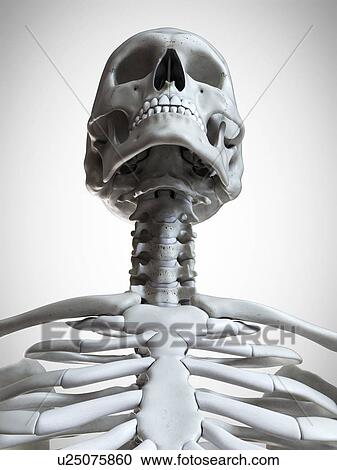 Stock Image - 3d rendered illustration of the head and neck.. Fotosearch