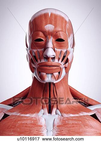 Stock Photo - 3d rendered illustration of the head and neck muscles.. Fotosearch