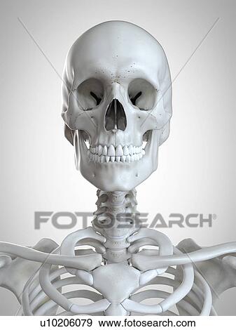 Stock Photo - 3d rendered illustration of the head and neck.. Fotosearch