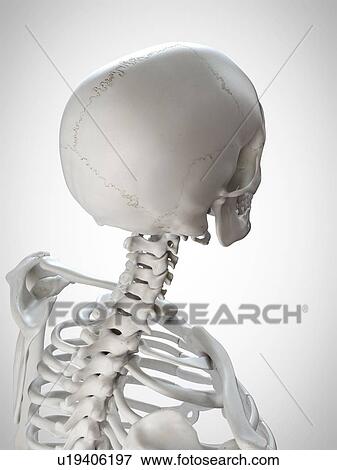 Stock Photo - 3d rendered illustration of the head and neck.. Fotosearch