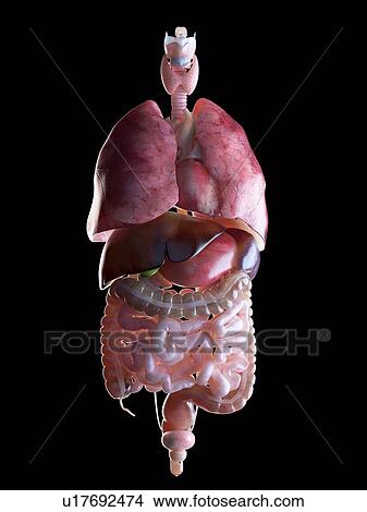Picture - 3d rendered illustration of the human organs.. Fotosearch