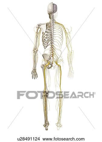 3d rendered illustration of the human nervous system. View Large Photo Image Picture - 3d rendered illustration of the human nervous system.. Fotosearch