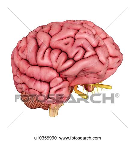 3d rendered illustration of the human brain. View Large Photo Image Stock Image - 3d rendered illustration of the human brain.. Fotosearch