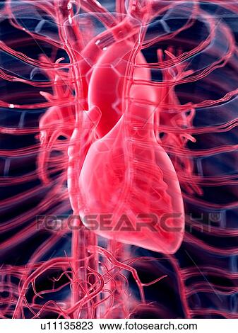 3d rendered illustration of the human heart. View Large Photo Image Stock Image - 3d rendered illustration of the human heart.. Fotosearch