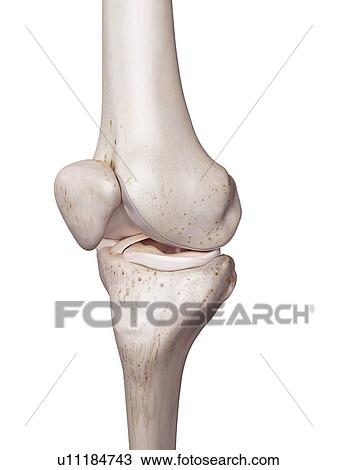 Stock Image - 3d rendered illustration of the human knee.. Fotosearch