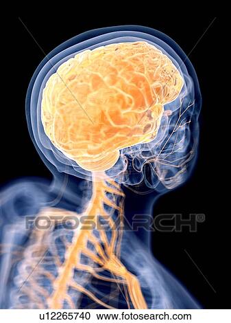 3d rendered illustration of the human brain. View Large Photo Image Stock Image - 3d rendered illustration of the human brain.. Fotosearch