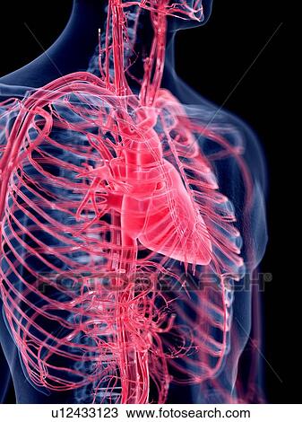 3d rendered illustration of the human heart. View Large Photo Image Stock Image - 3d rendered illustration of the human heart.. Fotosearch