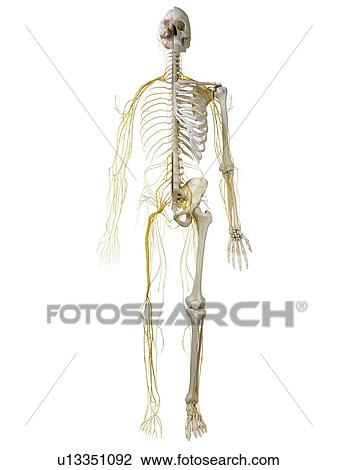 Stock Image - 3d rendered illustration of the human nervous system.. Fotosearch