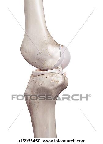 Stock Image - 3d rendered illustration of the human knee.. Fotosearch