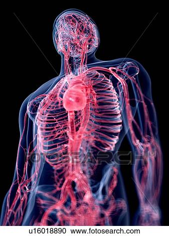 3d rendered illustration of the human vascular system. View Large Photo Image Stock Image - 3d rendered illustration of the human vascular system.. Fotosearch