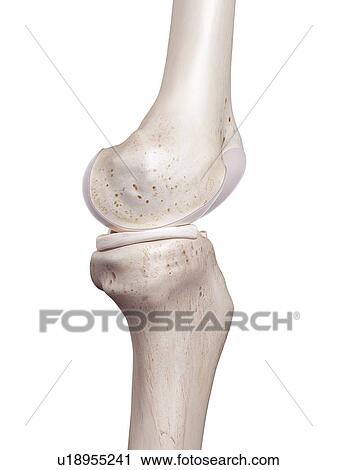 Stock Image - 3d rendered illustration of the human knee.. Fotosearch
