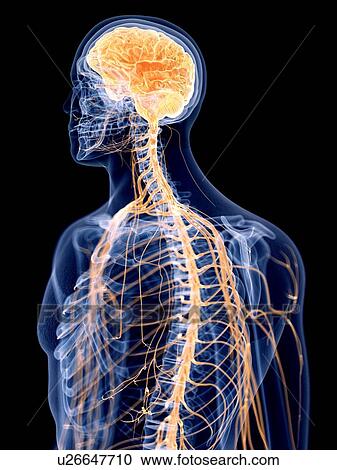 Stock Image - 3d rendered illustration of the human nervous system.. Fotosearch