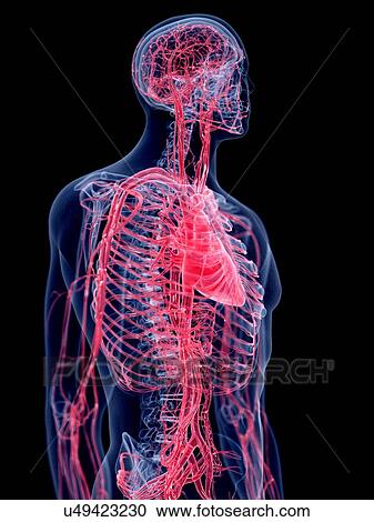 Stock Image - 3d rendered illustration of the human vascular system.. Fotosearch