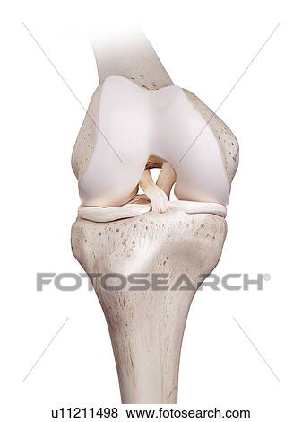 Stock Photo - 3d rendered illustration of the human knee.. Fotosearch