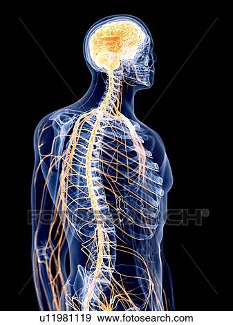 Stock Photo - 3d rendered illustration of the human nervous system.. Fotosearch