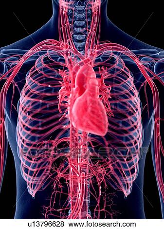 3d rendered illustration of the human heart. View Large Photo Image Stock Photo - 3d rendered illustration of the human heart.. Fotosearch
