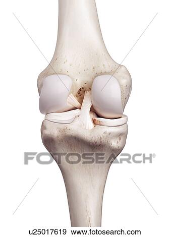 Stock Photo - 3d rendered illustration of the human knee.. Fotosearch