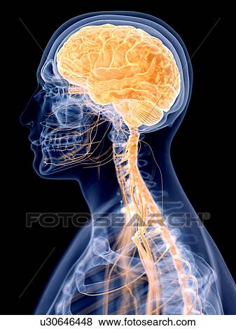 Stock Photo - 3d rendered illustration of the human brain.. Fotosearch