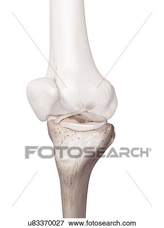 Stock Photo - 3d rendered illustration of the human knee.. Fotosearch