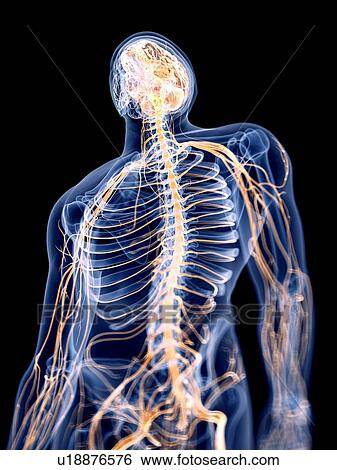 3d rendered illustration of the human nervous system. View Large Photo Image Stock Photograph - 3d rendered illustration of the human nervous system.. Fotosearch