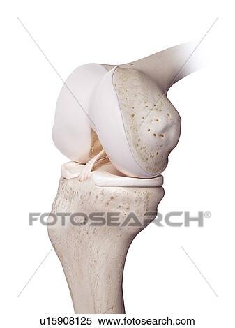 Stock Photography - 3d rendered illustration of the human knee.. Fotosearch