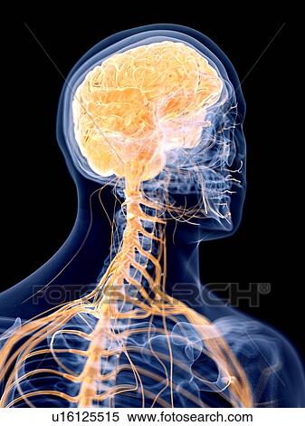 Stock Photography - 3d rendered illustration of the human brain.. Fotosearch